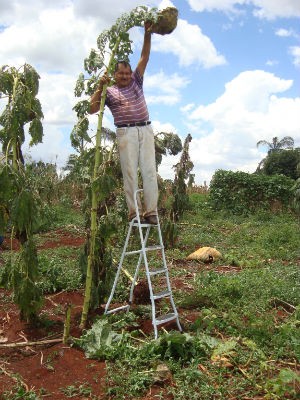 Pé de girassol plantado por Chico Neto chegou a 3,40 metros (Foto: Chico Neto/ Arquivo Pessoal)