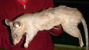 'Rato monstro' deixa moradores apavorados no Zimbábue