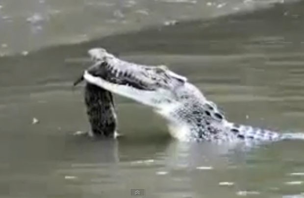 g1 crocodilo devora membro da própria espécie e choca turistas na