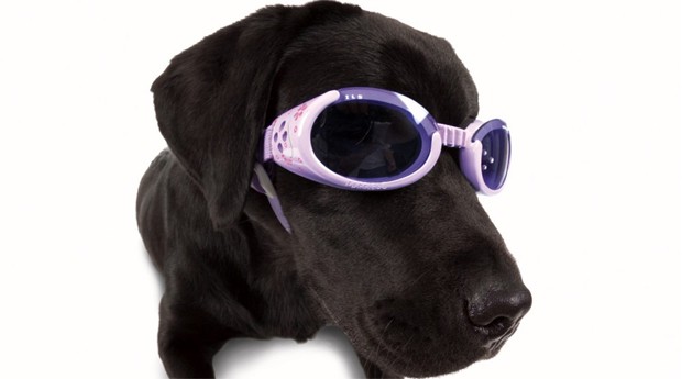O cachorro de Roni Di Lullo serviu de inspiração para o produto Doggles (Foto: Divulgação)