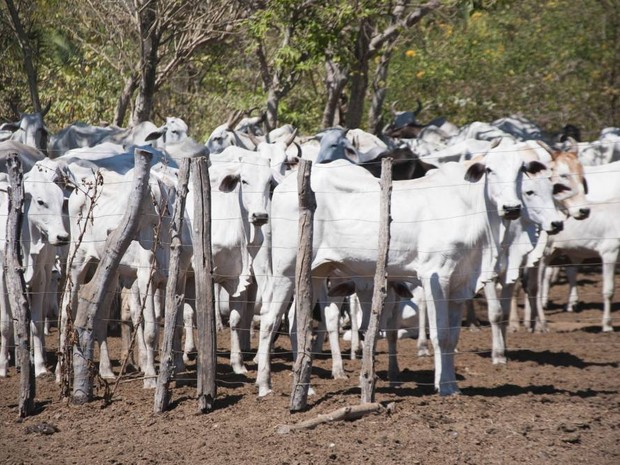 Campanha de vacinação contra a febre aftosa começa no sábado 1º (Foto: Divulgação/Adapec)