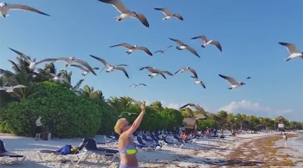Banhista foi atingida por excrementos ao tentar alimentar gaivotas em praia (Foto: Reprodução/YouTube/Kyoot Animals)