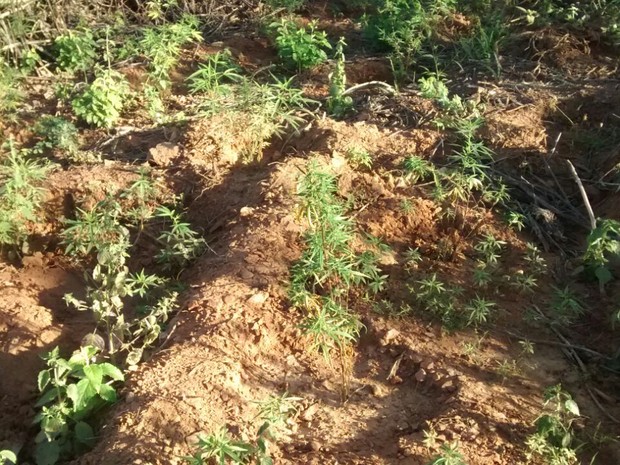 Plantação de maconha em Santa Maria da Boa Vista (Foto: Divulgação / Polícia Militar de Santa Maria da Boa Vista)