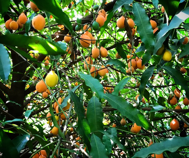 10 frutíferas nativas que você precisa conhecer (e ter em casa) (Foto: Gustavo Giacon/Viveiro Ciprest/Divulgação)