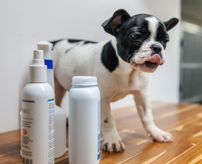 A buldog tomou banho a seco no pet shop em São Paulo