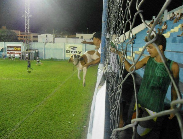 Cachorro entre os torcedores no jogo São Mateus x Desportiva (Foto: Divulgação/AASM)