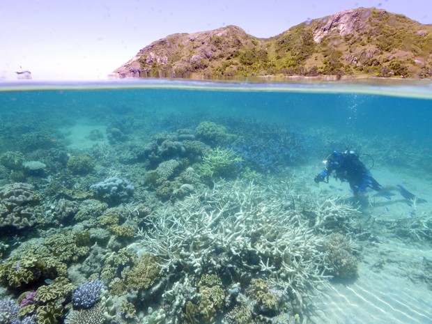 Grande Barreira de Coral começa a apresentar sinais de desbotamento (Foto: WWF AUSTRALIA / AFP)