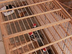 Espécies de aves como galo de campina e maria fita foram apreendidas em Caruaru (Foto: Reprodução/ TV Asa Branca)