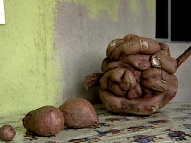 Produtor encontra batata gigante em Colatina (Foto: Reprodução / TV Gazeta)