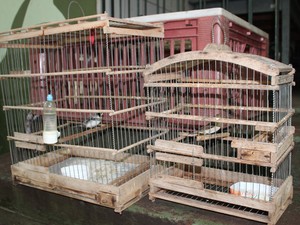 Pássaros foram encontrados em gaiolas (Foto: Gustavo Almeida/G1)