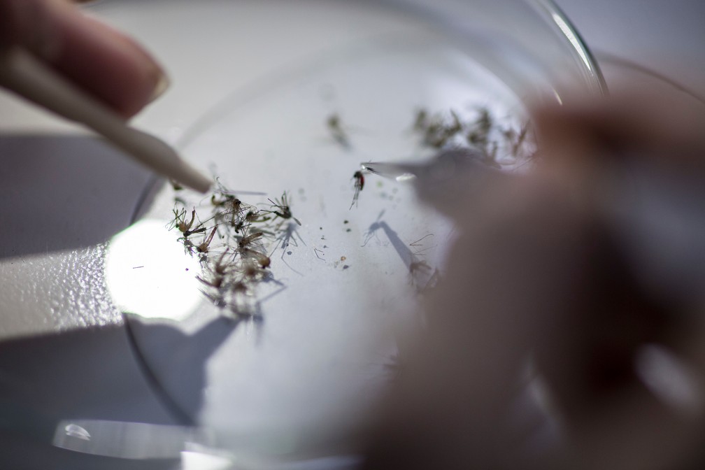 Aedes analisados pela pesquisa que juntou amostras de 5 estados do nordeste (Foto: Zibra/Divulgação/Nuno Faria)