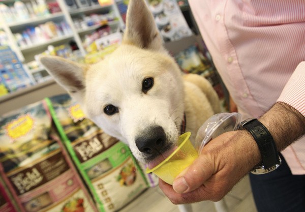 Paolo serve sorvete para Kiyoko em um pet shop em Roma. O gelato para cães não contém produtos lácteos prejudiciais aos animais. (Foto: Andrew Medichin/AP)