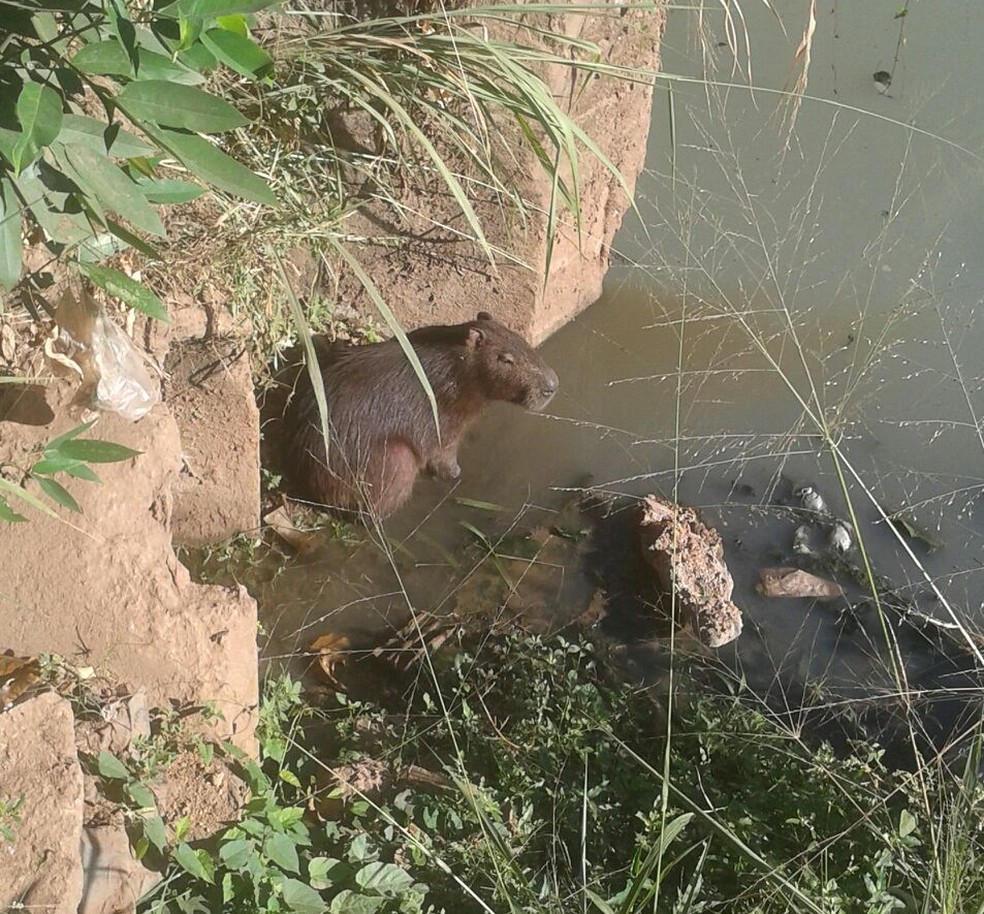 Capivara possui caraptos que transmitem doenças para seres humanos, segundo biólogo (Foto: Reprodução/Whatsapp)