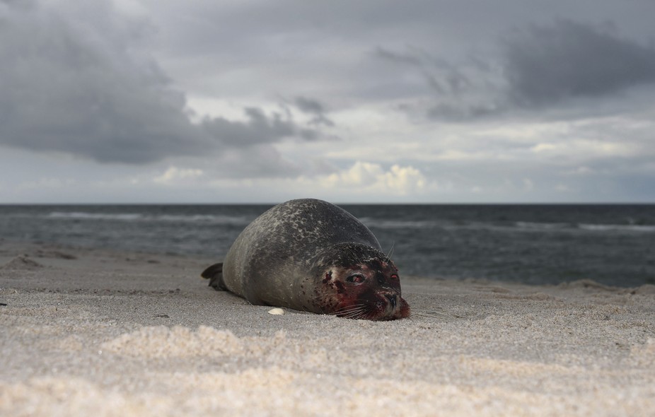 GER04 HOERNUM (ALEMANIA), 16/10/2014.- Una foca yace en la playa de Hoernum, Alemania, hoy, jueves 16 de octubre de 2014. Investigadores alemanes analizan el hallazgo creciente de focas muertas en las costas de varias islas del mar del Norte, donde se han