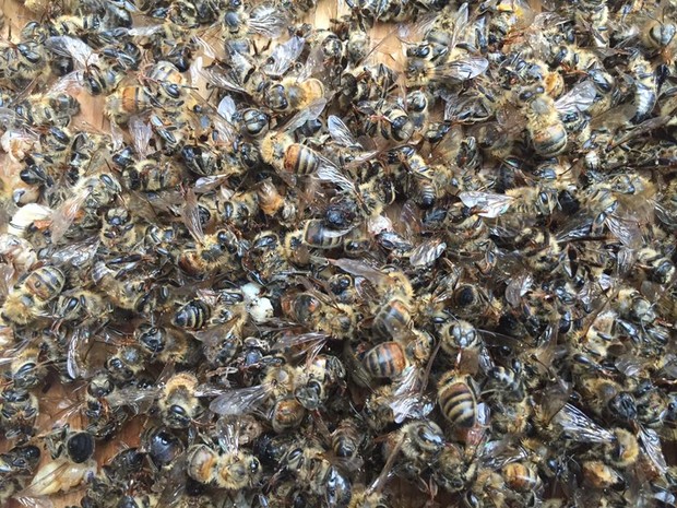 Abelhas mortas no apiário Flowertown Bee Farm and Supplies, no noroeste de Charleston (Foto: Flowertown Bee Farm and Supplies/Facebook)
