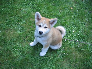 akita wallpaper