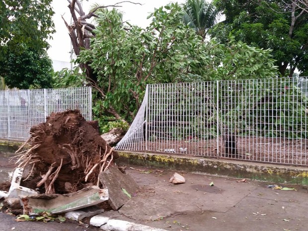 Moradores encontraram várias árvores caídas em Porto Velho (Foto: Reprodução/ WhatsApp) Moradores encontraram várias árvores caídas em Porto Velho (Foto: Reprodução/ WhatsApp)