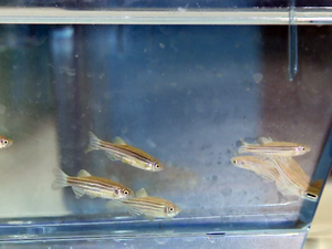 Peixe-zebra, ou zebrafish, está sendo estudado pela Ufla (Foto: Reprodução EPTV)