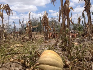 Meio à seca, plantação de abbóbora também não vinga na propriedade de Manoel (Foto: Henrique Mendes / G1)