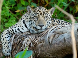 Onça-pintada, um dos animais típicos do Pantanal (Foto: Douglas Trent)