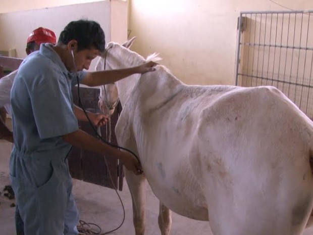 Nove animais foram atendidos no primeiro dia do Projeto Carroceiro (Foto: TV Ji-Paraná/Reprodução)