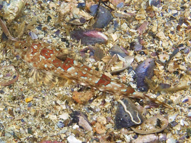 Nova espécied de peixe encontrada na Suécia aparece camuflada no fundo do mar (Foto: Lars-Ove Loo)