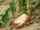 Seca causa morte de animais e perda de plantações no agreste de PE