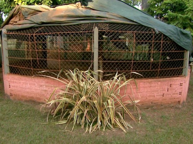 Proprietário afirma que sentiu falta do animal quando chegou pela manhã em Monte Azul Paulista (Foto: Sérgio Oliveira/EPTV)