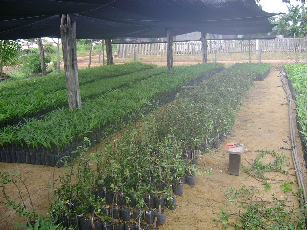 Fruto tem potencial para agronegócio (Foto: Kaoru Yuyama)