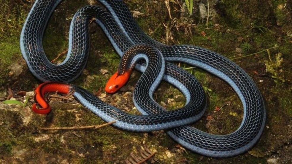 Chamada de 'assassina das assassinas', serpente tem cabeça coral e corpo azul (Foto: Tom Charlton)