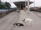 Consórcio BRT faz campanha contra abandono de animais nas ruas do RJ