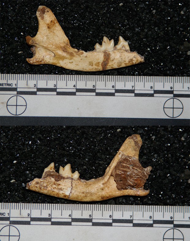 Partes de fósseis da nova espécie de raposa encontradas na África do Sul (Foto: Divulgação/Wits University)