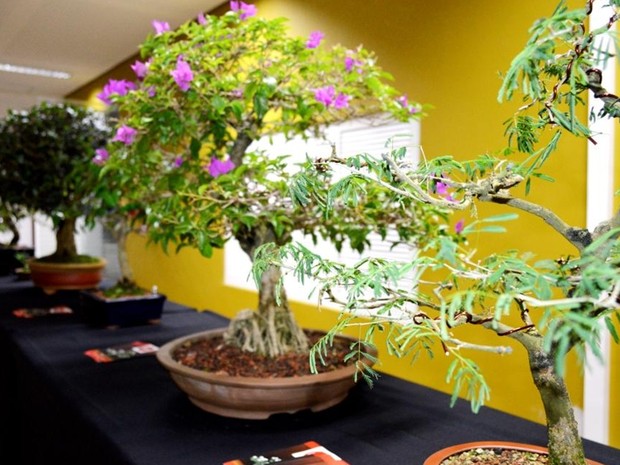 Programação envolve exposição e oficinas de bonsai (Foto: Agência Sebrae)