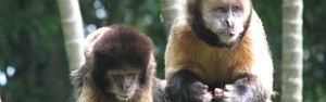 Ibama alerta sobre caça predatória de macacos (Suziane Fonseca/Divulgação FZB-BH)