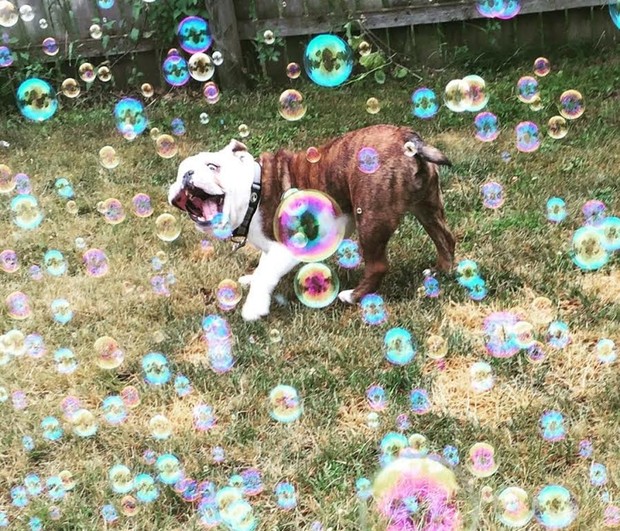 Foto de cão 'mais feliz do mundo' faz sucesso na web (Foto: Reprodução/Imgur)