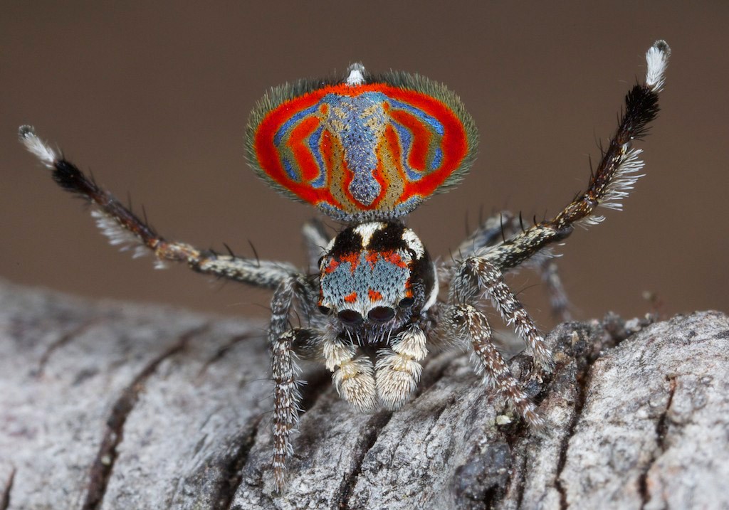 Aranha-pavão (Foto: Jürgen Otto)