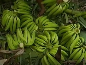 Produção de banana em Santa Maria da Boa Vista, PE (Foto: Reprodução/ TV Grande Rio)