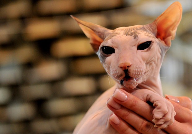 Competição de felinos ocorreu em Bishkek, no Quirguistão (Foto: Vyacheslav Oseledko/AFP)