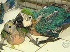 Polícia tenta coibir tráfico de aves no período de reprodução das espécies