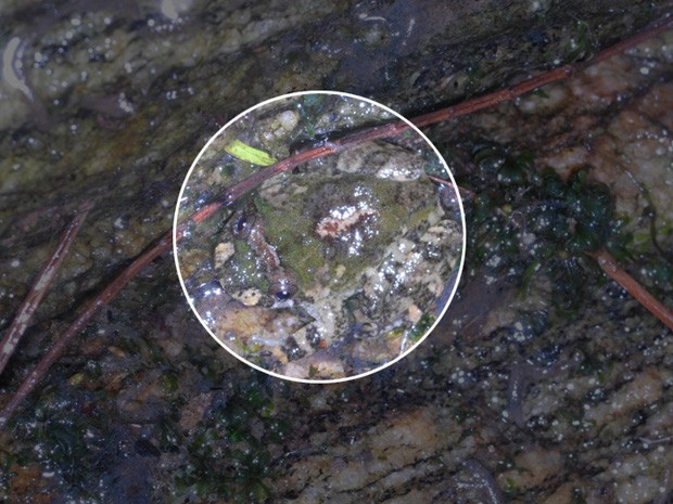 Rã "invisível" é natural da Mata Atlântica e foi encontrada no Parque do Canhambebe, na região metropolitana do Rio (Foto: Hélio Ricardo da Silva/UFRRJ/Divulgação)