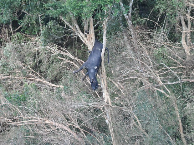 Búfalo arrastado pela correnteza é achado preso em árvore (Foto: Danclei Klinibing / Portal Tri)
