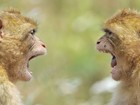 Macacos dão encarada furiosa em zoo alemão