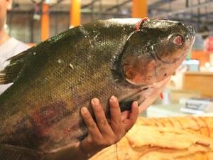 Tambaqui é um dos peixes mais procurados pelos consumidores da feira (Foto: Girlene Medeiros / G1 AM)