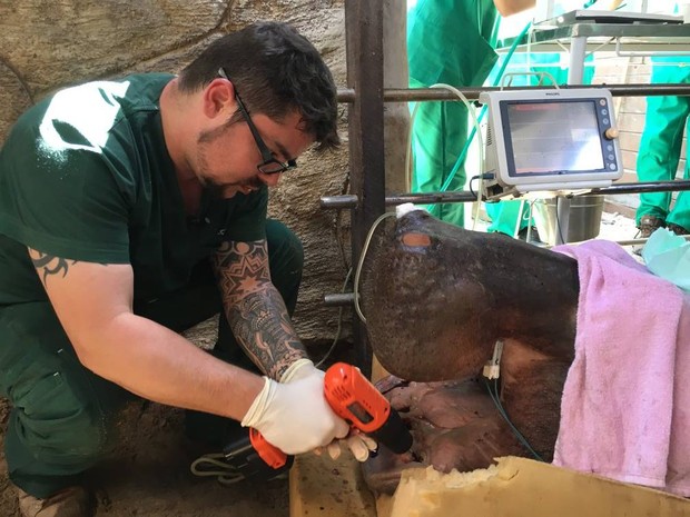 Roberto Fecchio é especialista em ortodontia veterinária (Foto: Claudio Moura)