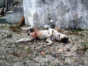 Cachorros são mortos a tiros na Bahia (Foto: Raimundo Mascarenhas/Calila Notícias)