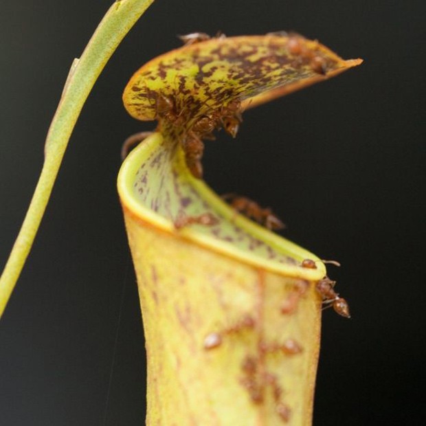 Diferente de outras plantas carnívoras, a N.gracilis consegue a energia para capturar as formigas a partir das gotas de chuva (Foto: Ulrike Bauer)