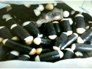 Droga estava em capsulas escondida no quarto (Foto: TV Verdes Mares/Reprodução)