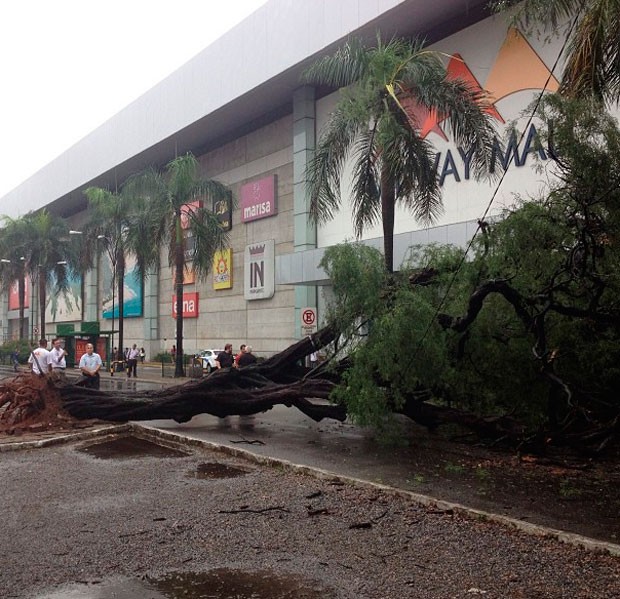 Árvore tombou em frente ao shopping Midway Mall, em Natal (Foto: Maxwell Almeida)