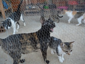 Gatos tem espaço especial em &#39;vilarejo para cães&#39; mantido por idoso em Mogi das Cruzes (Foto: Jamile Santana/G1)