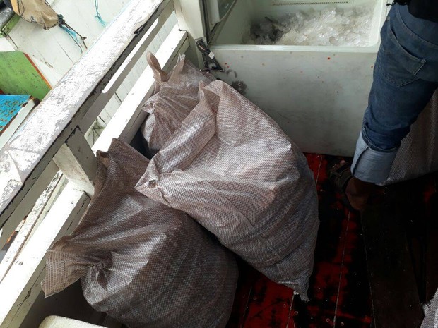 apreensão, pescado, orla, macapá, amapá, batalhão ambiental (Foto: Divulgação/Polícia Militar) apreensão, pescado, orla, macapá, amapá, batalhão ambiental (Foto: Divulgação/Polícia Militar)